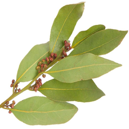 Bay Leaves