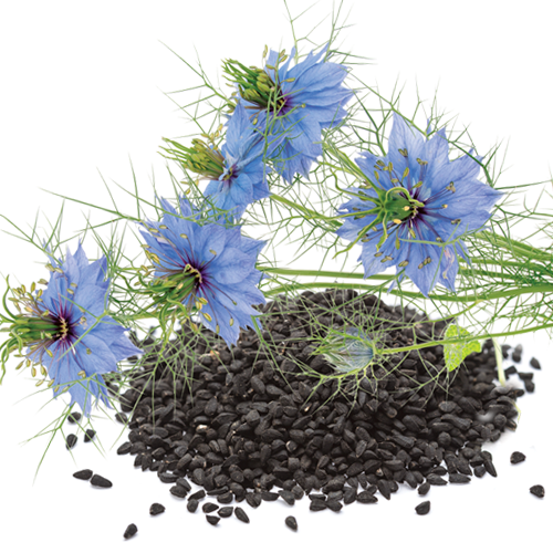 Featured image for “Review on Clinical Trials of Black Seed (Nigella sativa ) and Its Active Constituent, Thymoquinone”