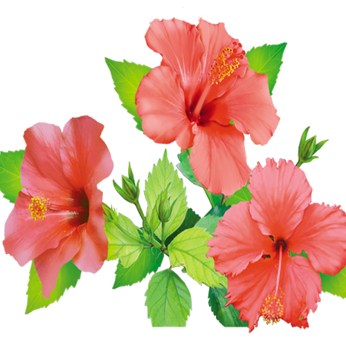 Hibiscus