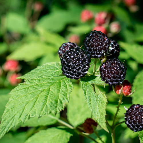 Featured image for “Where in the World: Raspberry Bushes”