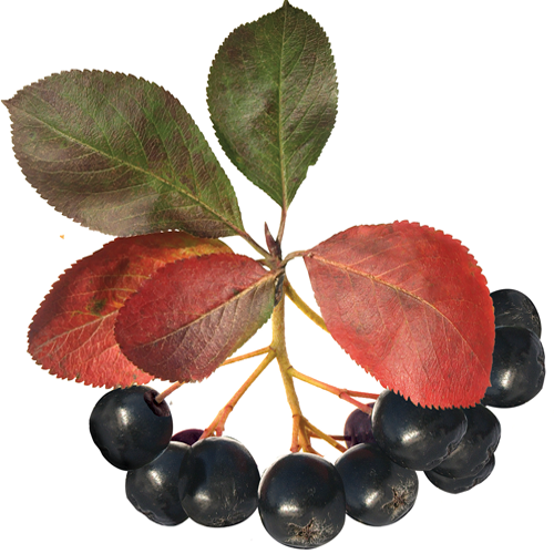 Chokecherry