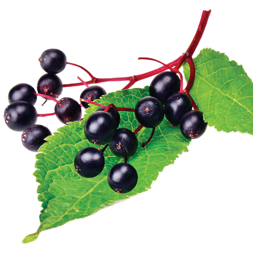 Elderberry