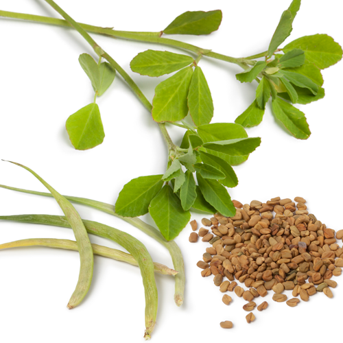 Featured image for “Oregano (Origanum vulgare) extract for food preservation and improvement in gastrointestinal health”
