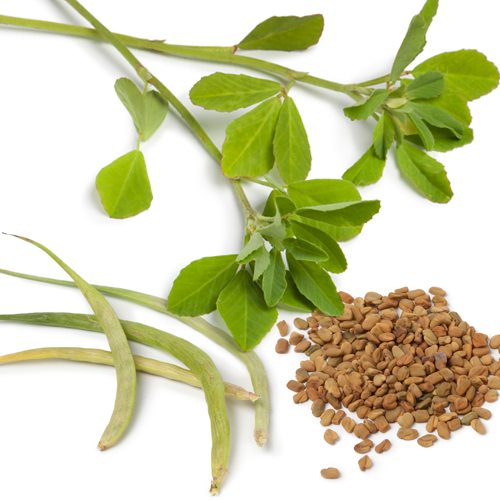 Fenugreek