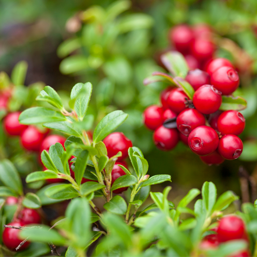 Lingonberry