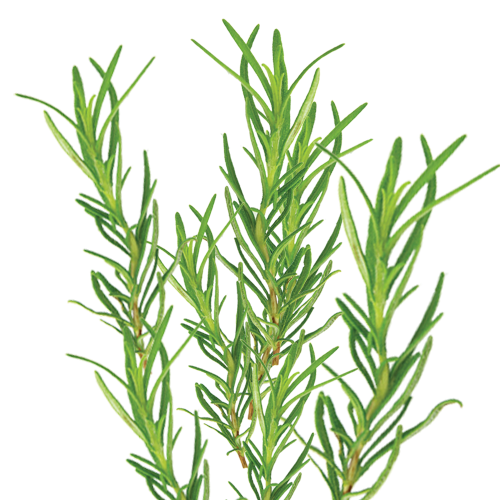 Rosemary