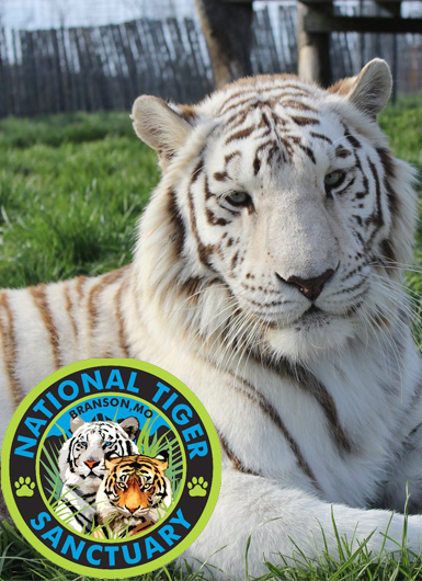 National Tiger Sanctuary tiger laying in the grass