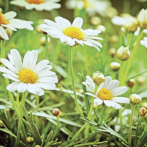 Chamomile north american herb and spice