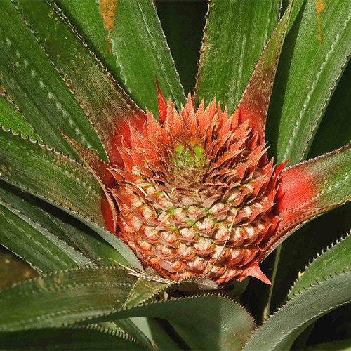 Featured image for “Bromelain Inhibits Allergic Sensitization and Murine Asthma via Modulation of Dendritic Cells”