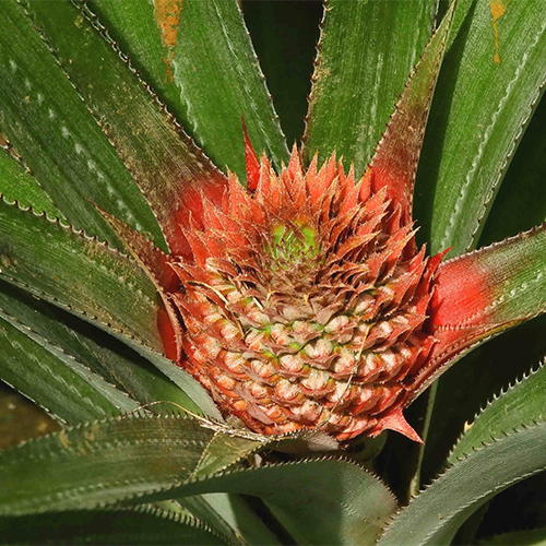 beautiful red bromelain flower