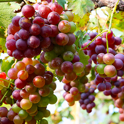 gorgeous sour red grapes