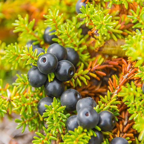 gorgeous crowberries