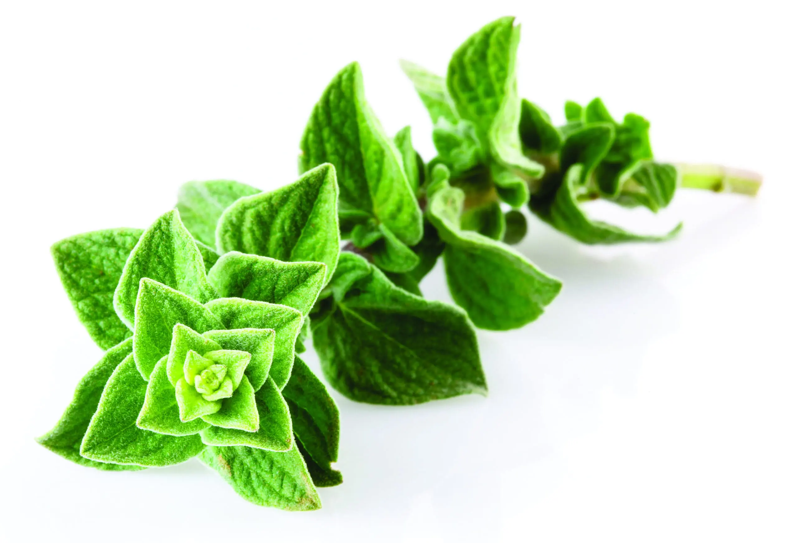 Featured image for “Healthy Minute: Oregano”
