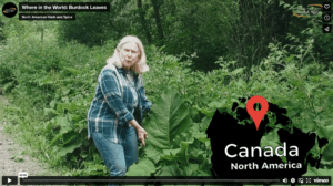 Burdock Leaves Where in the World: Burdock Leaves