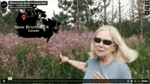 Where in the World: Fireweed Field
