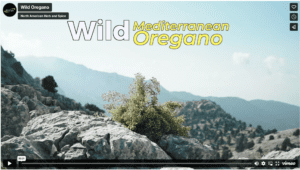 Wild Oregano