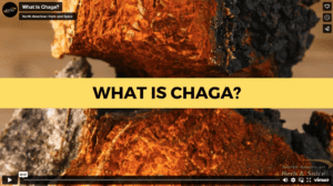 What Is Chaga? What is Chaga?