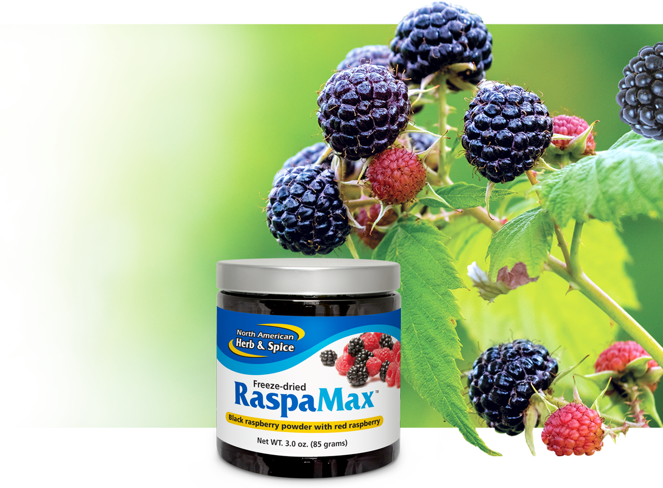 Black raspberry ingredient with RaspaMax product