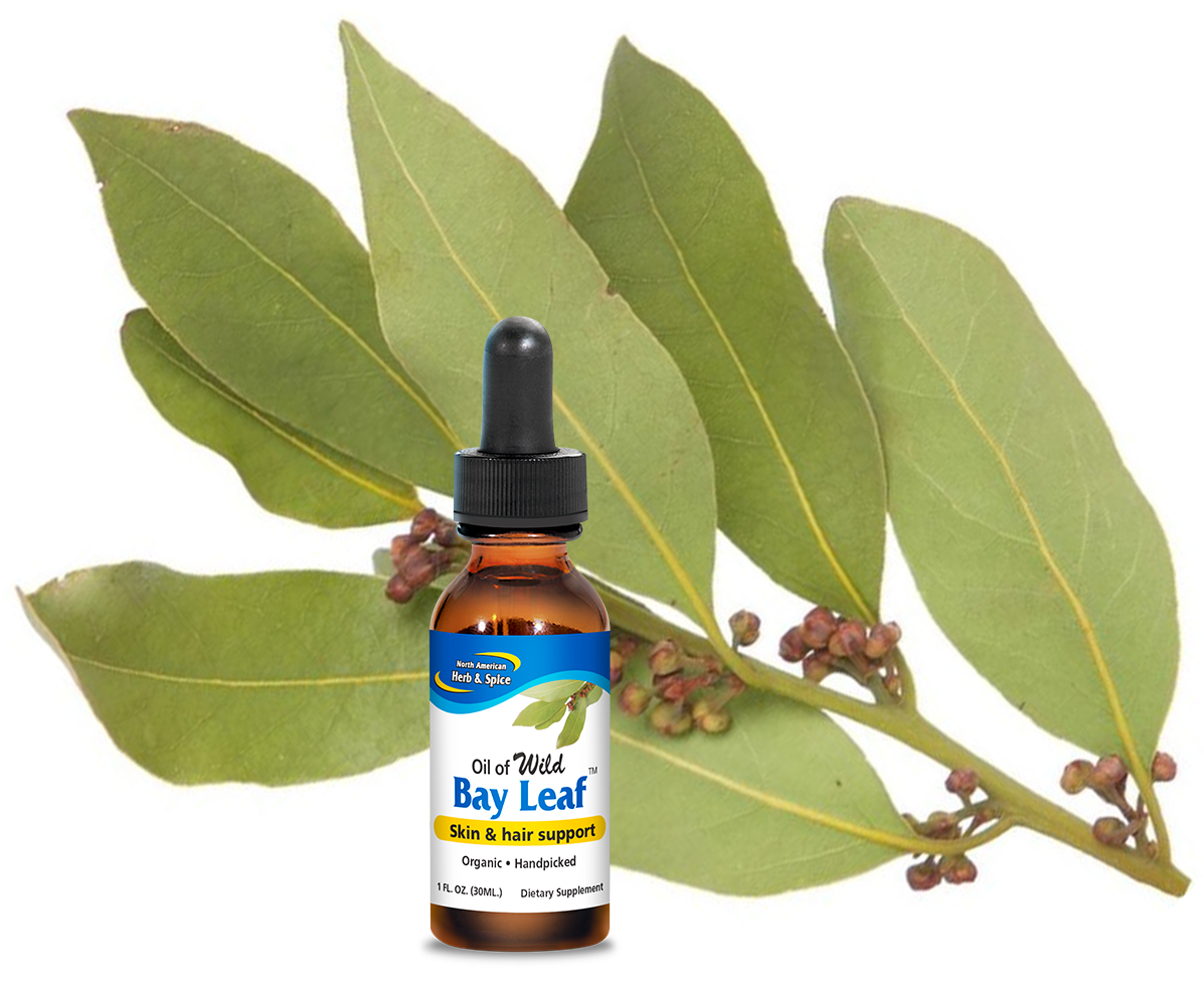 Raw bay leaves with Oil of Bay Leaf product bottle