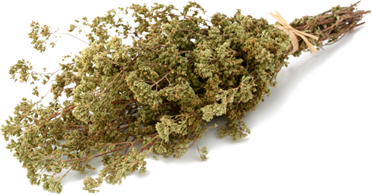 Sprig of wild oregano