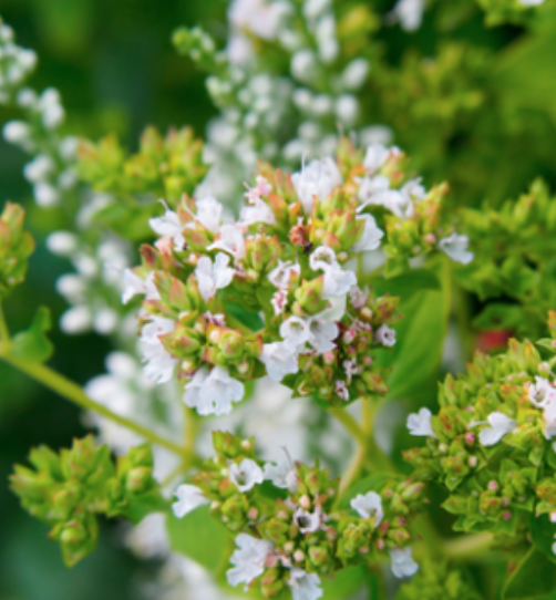 Wild oregano