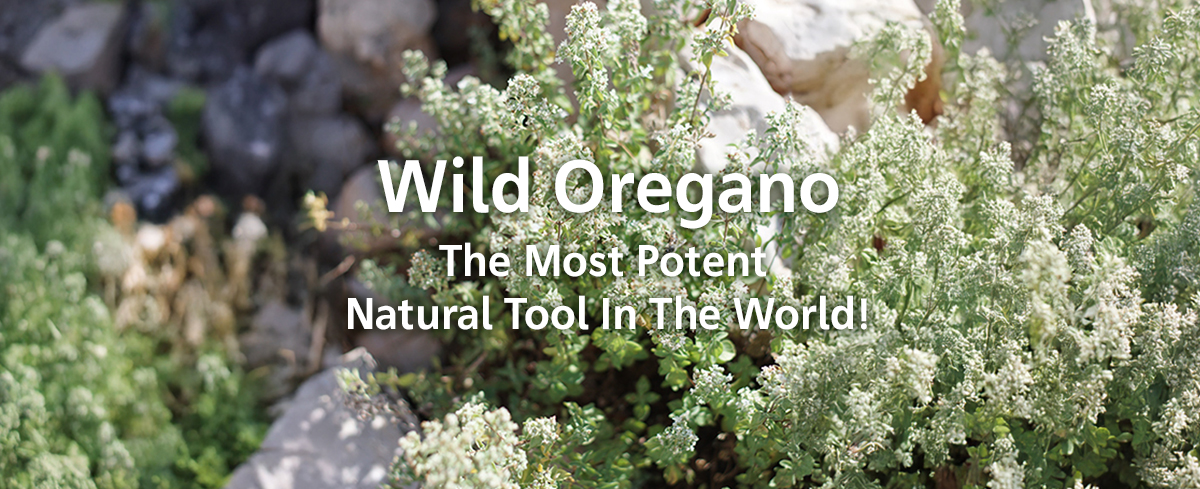 Featured image for “Wild Oregano: The Most Potent Natural Tool in The World!”