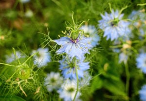How Black Seed works How Black Seed works