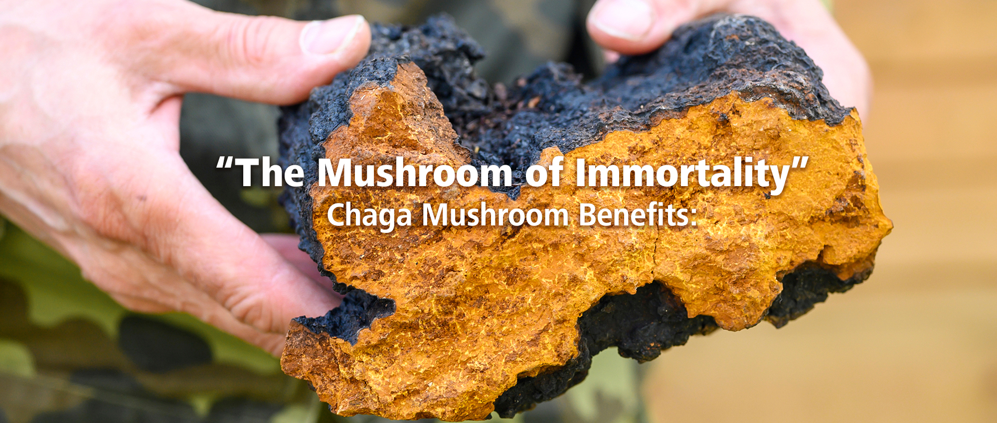 Featured image for “The “Mushroom of Immortality” Wild Chaga Mushroom Benefits Explained”