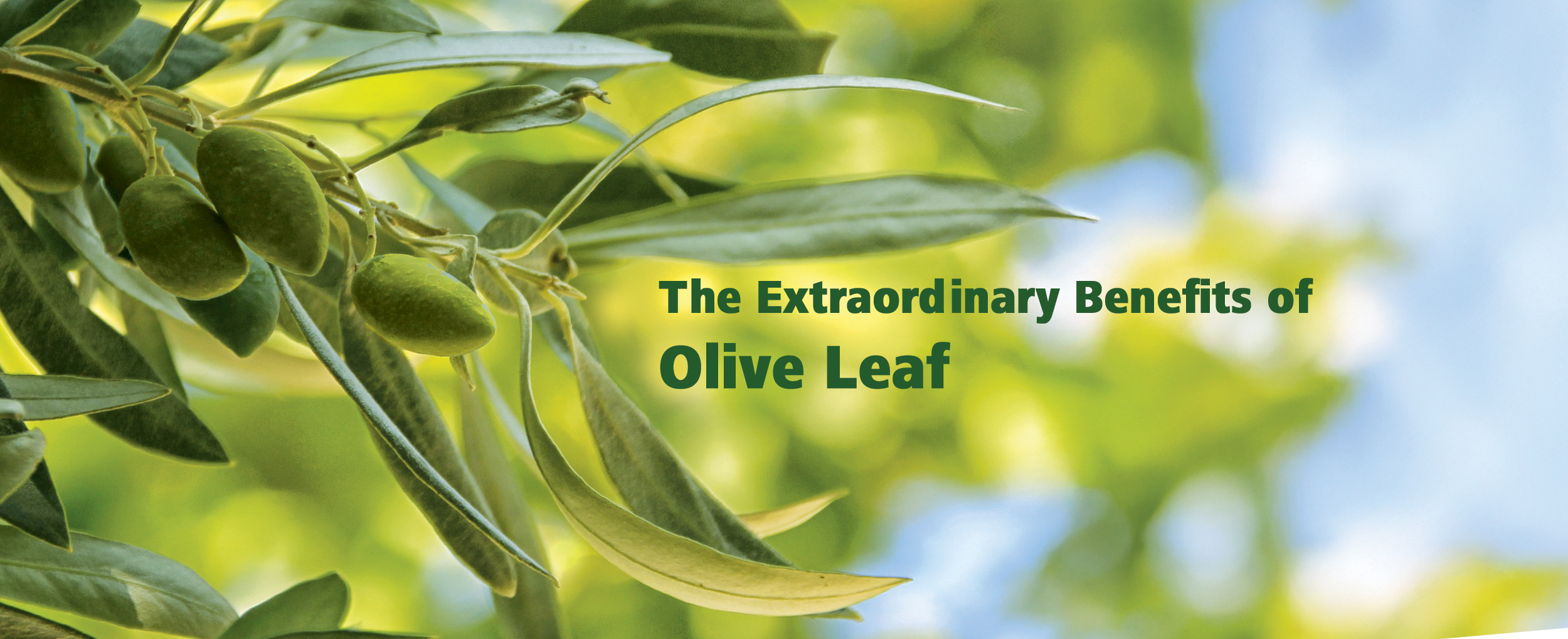 Featured image for “The Extraordinary Benefits of Olive Leaf”