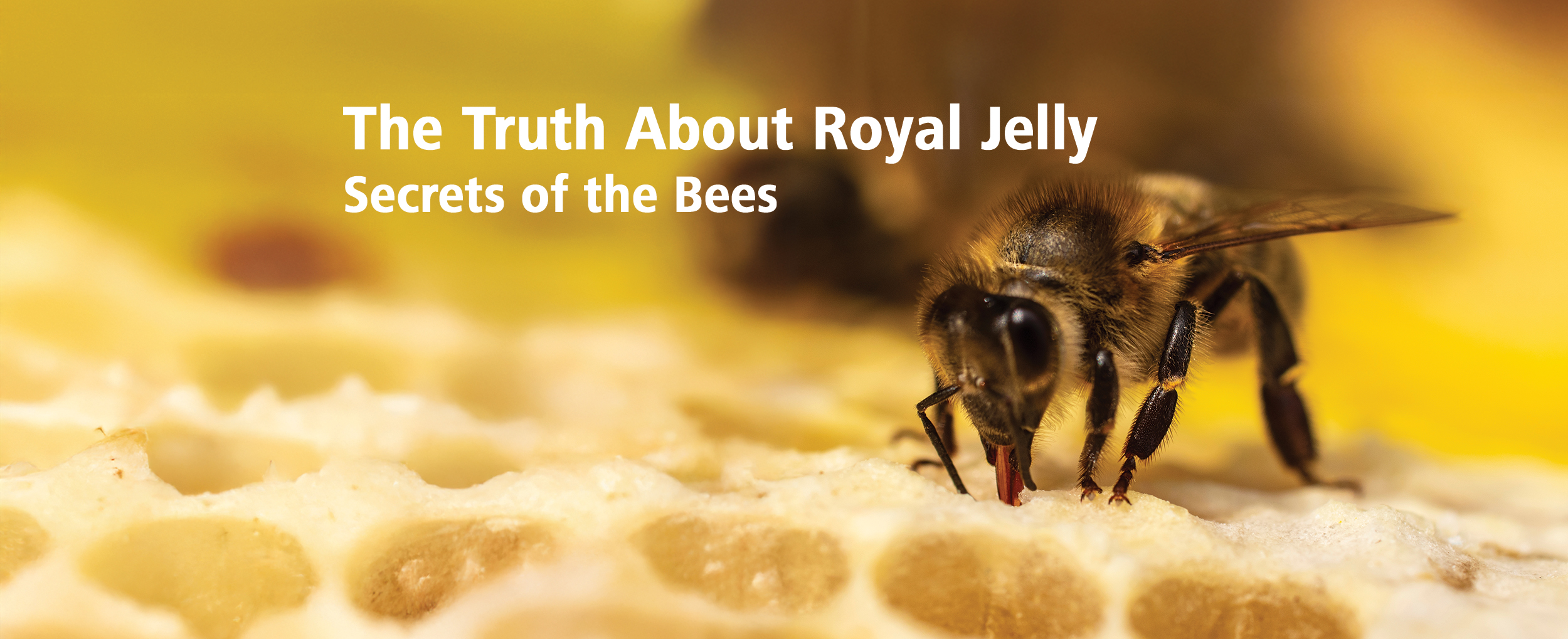 Featured image for “The Truth About Royal Jelly”