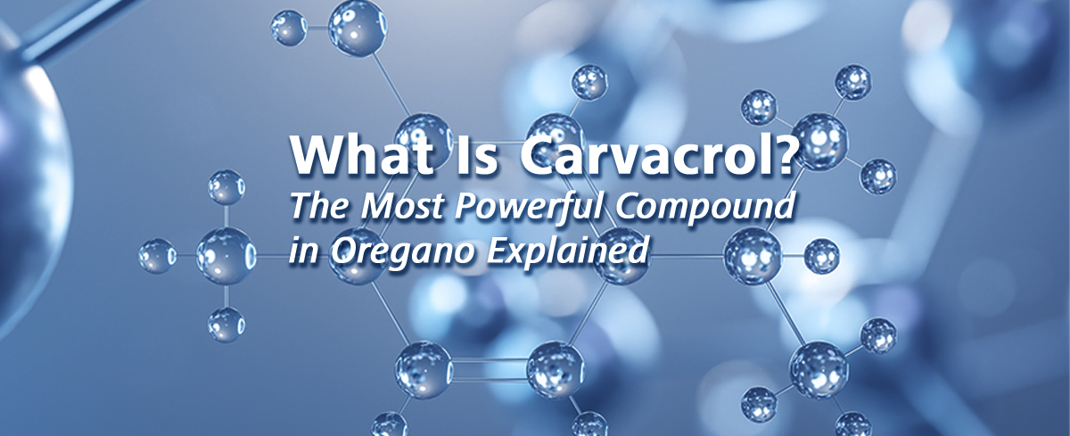 Featured image for “What Is Carvacrol? The Most Powerful Compound in Oregano Explained”