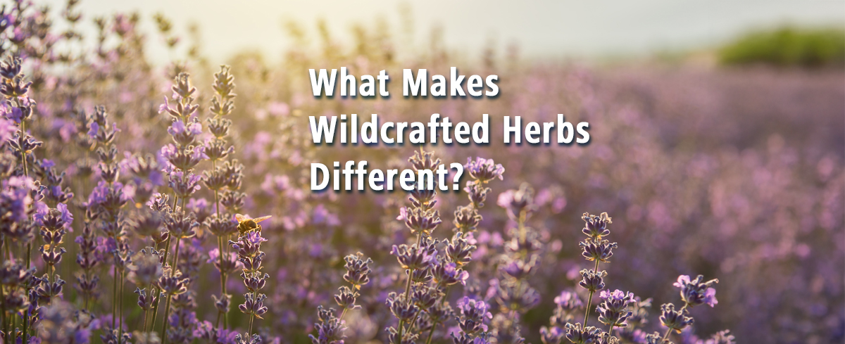 Featured image for “What Makes Wildcrafted Herbs Different?”